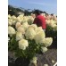 Гортензия метельчатая Hydrangea paniculata Silver Dollar